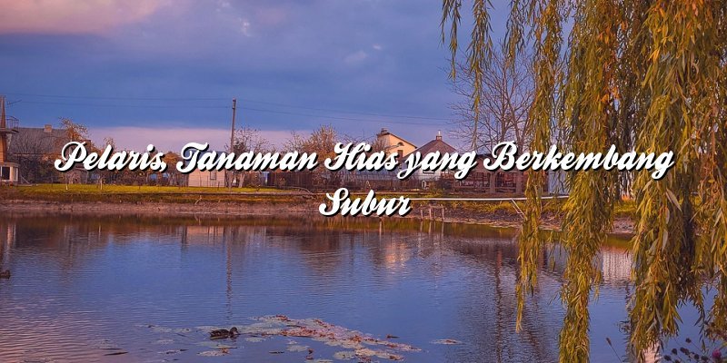 Pelaris, Tanaman Hias yang Berkembang Subur